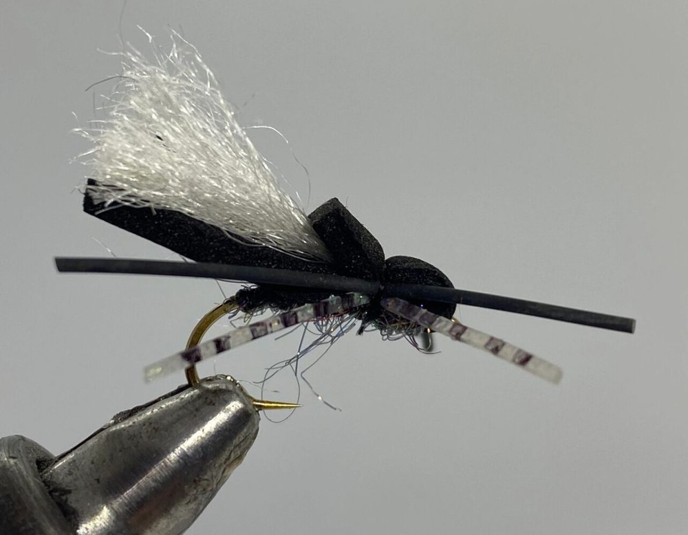 One Dozen (12) - Mormon Cricket - Terrestrial