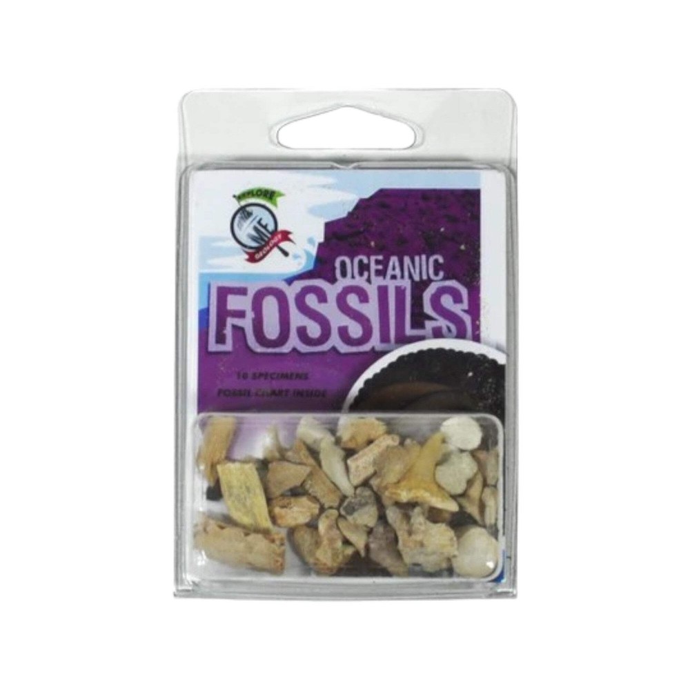 Fossil Collection, Oceanic