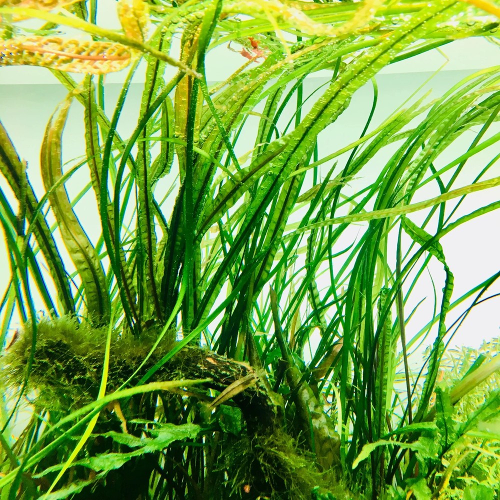 Crypt Balansae Medium Live Aquarium Plants 2" pot