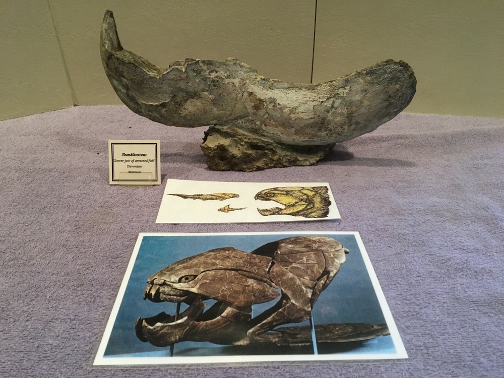 DUNKLEOSTEUS-COMPLETE LOWER JAW-DEVONIAN-ARMORED FISH-FOSSIL FISH-PRE-DINOSAUR