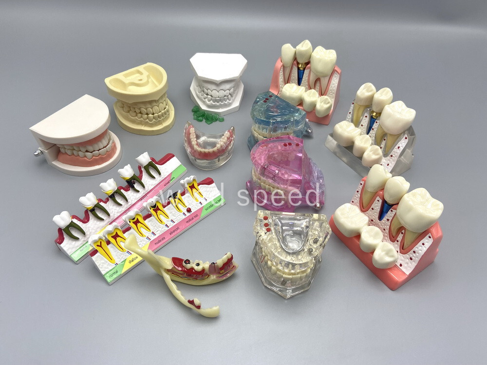 Dental Typodont Teeth Study Teach Model Implant Endo Caries Demonstration