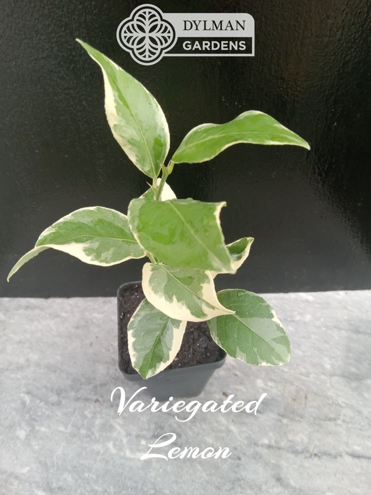 Pink Lemonade Eureka Lemon Tree (Citrus limon 'Variegated Pink') Multiple Sizes