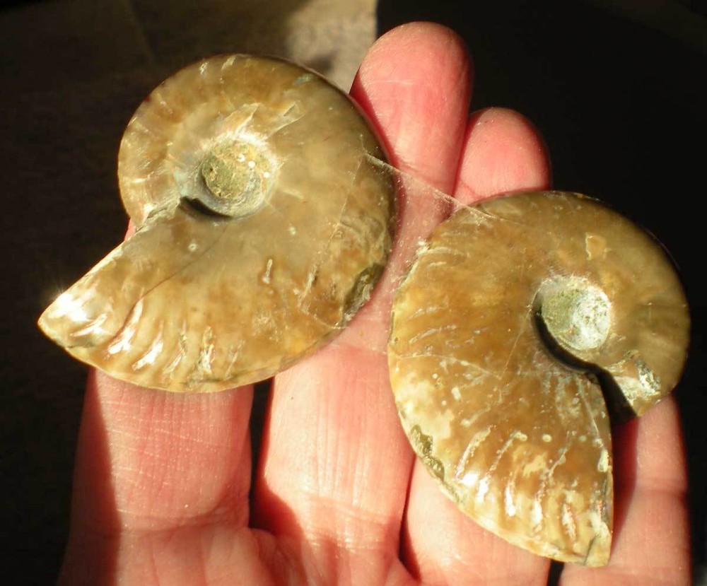 Opalized Ammonite Specimen from Madagascar r976b