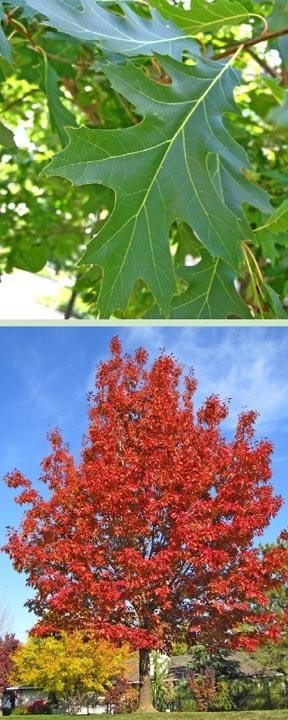 Northern Red Oak Tree - Bare Root, 2-3 ft | Quercus rubra