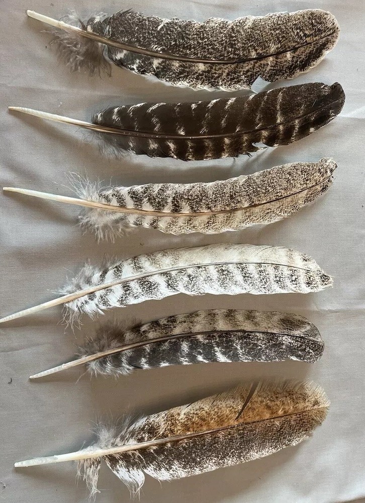 12 juvenile turkey secondary wing feathers