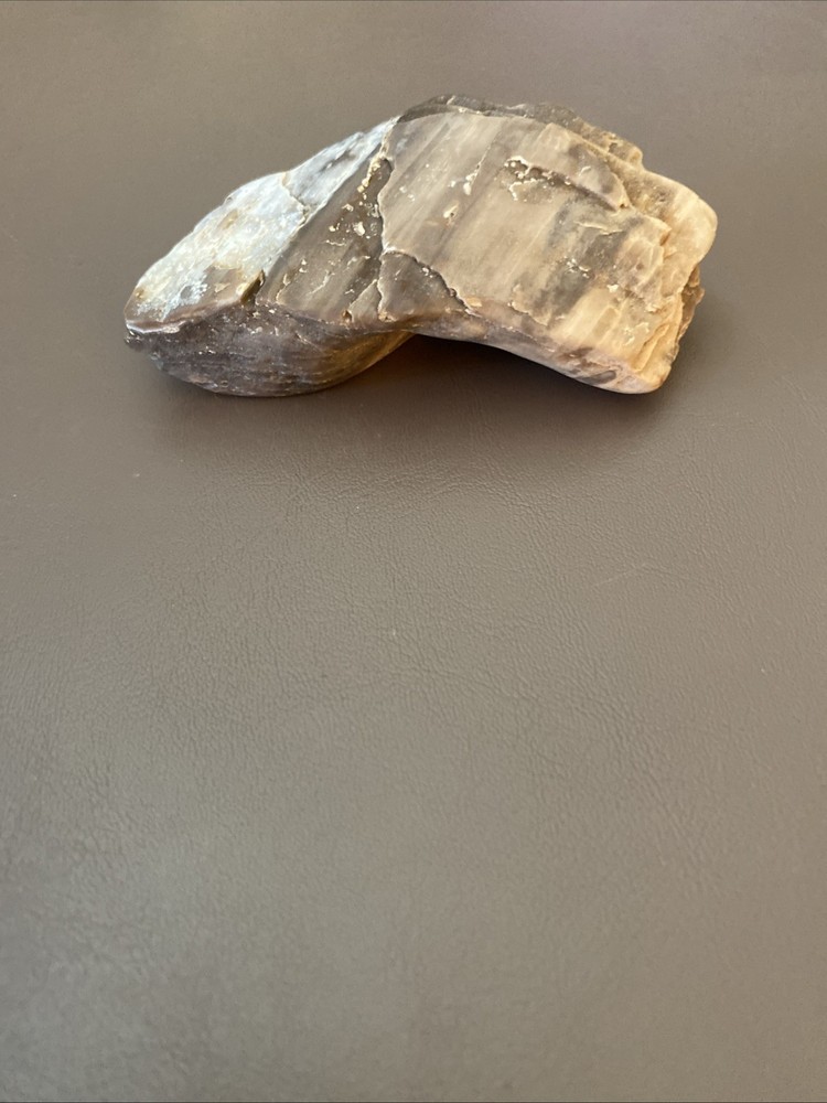 Petrified Wood