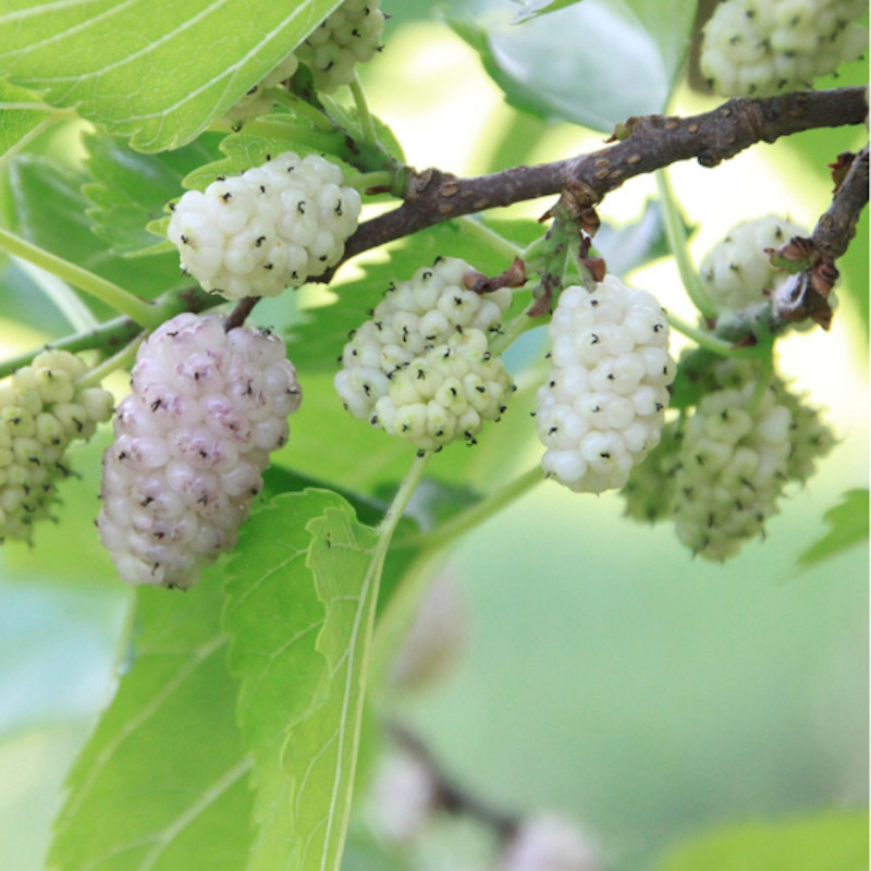 3 White Mulberry Tree- Morus alba - 12-24" Tall