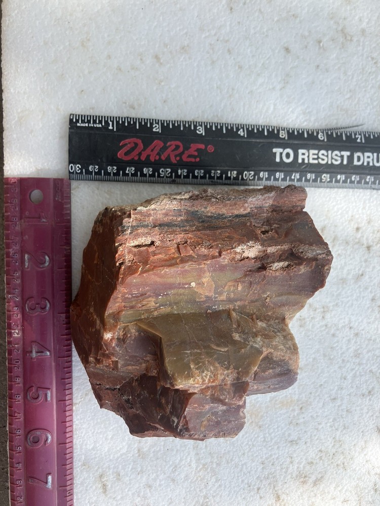 Arizona Petrified Wood