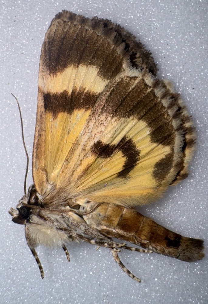JS6 - YELLOW CATACOLA UNDERWING MOTH - 11