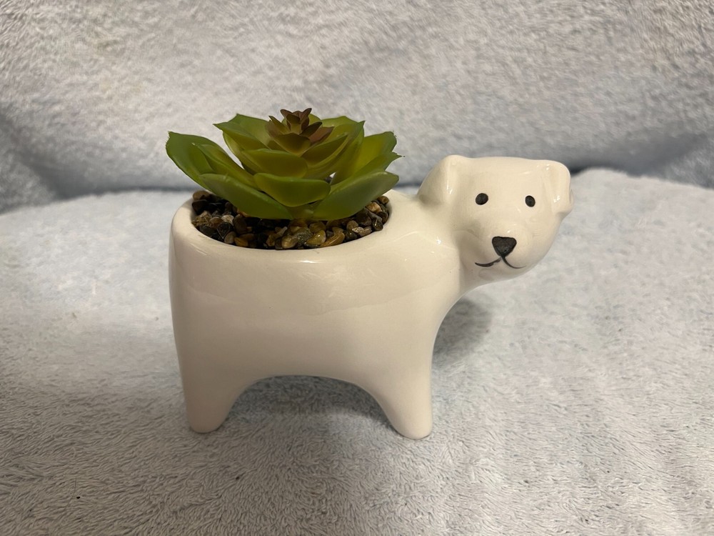 Dog Succulent White 5.5" X 4.5"