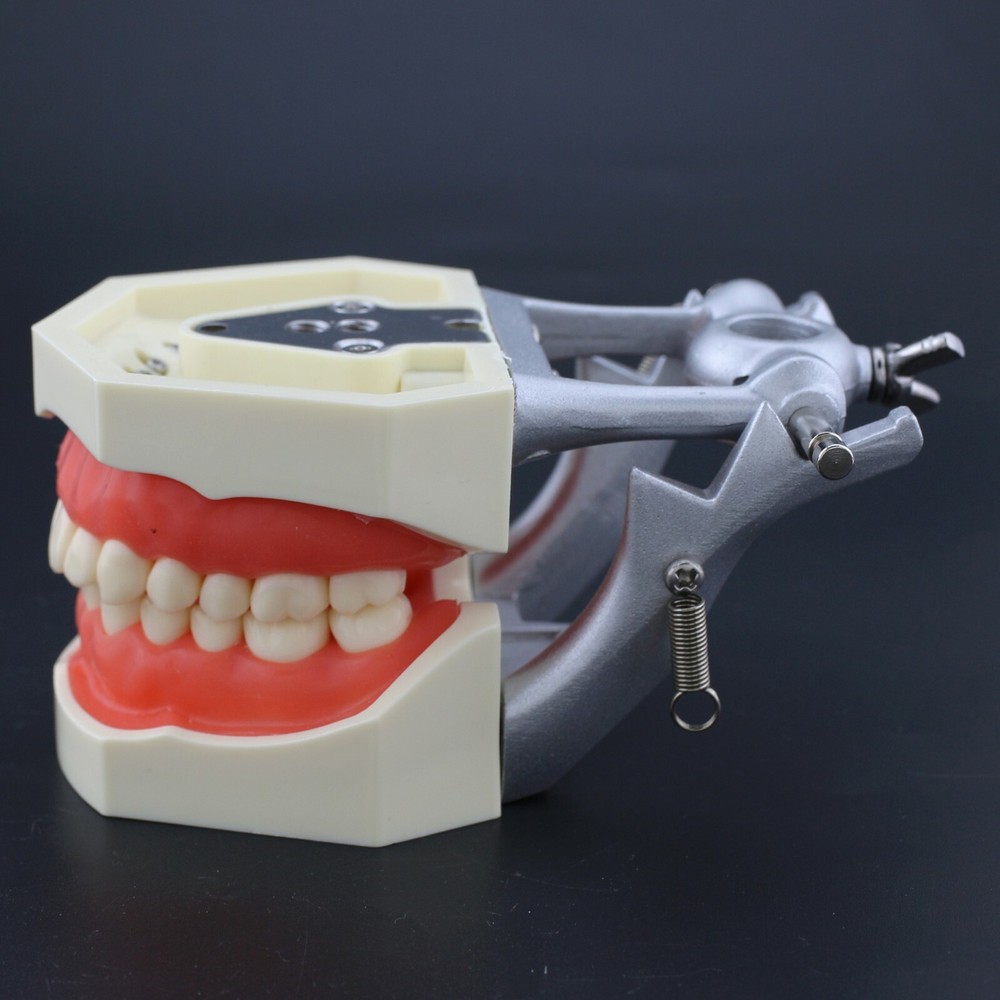 Kilgore Nissin 200 Type Dental Practice Typodont Teeth Model 28 Removable Teeth