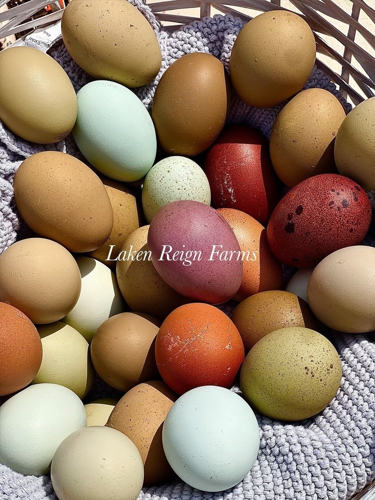 Blooms & Speckles 6 Hatching Eggs Npip/ai