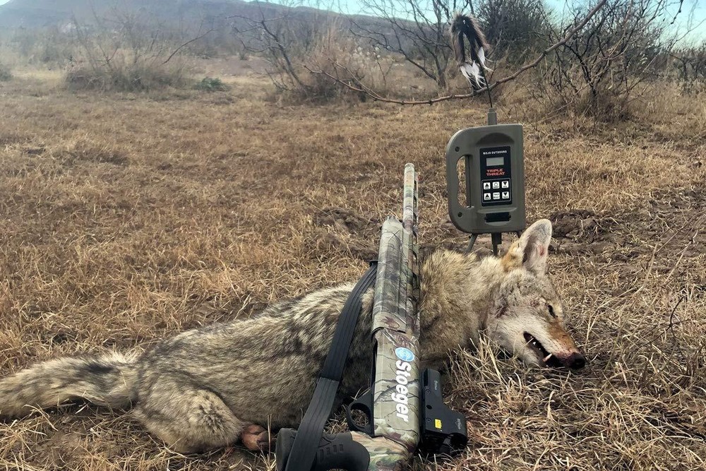 MOJO Outdoors Triple Threat E-Caller Predator Call Decoy, 3-Part Complete