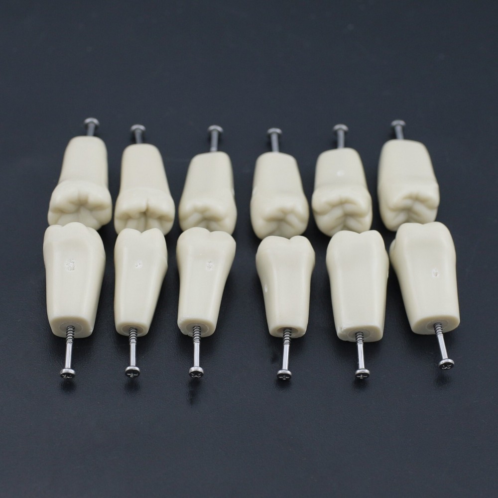 Columbia 860 Type Dental Simulation 32PCS Teeth Typodont Model Exam Teaching