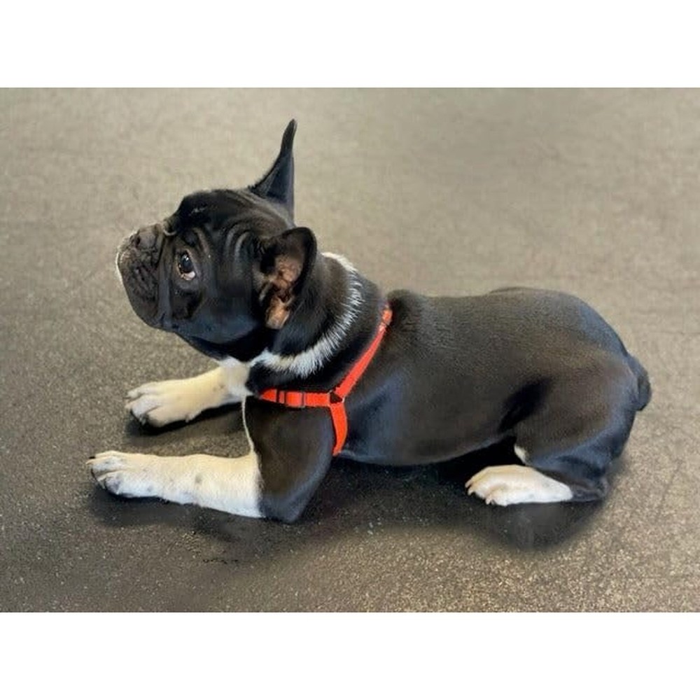 SENSE-ible No-Pull Dog Harness - Red Small