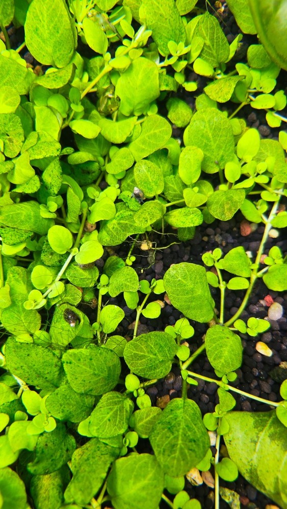 3 Stems Hygrophila Serpyllum - Submersed Grown