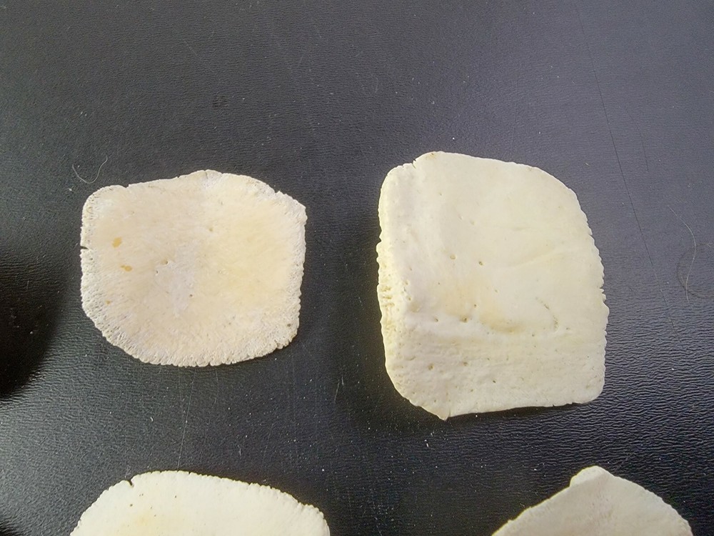 Gator ALLIGATOR BACK SCUTE bone bones BONY skutes croc weird OSTEODERMS CLEAN