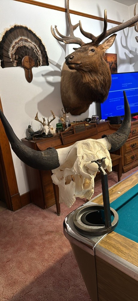 Buffalo/Bison Skull/Western Decor