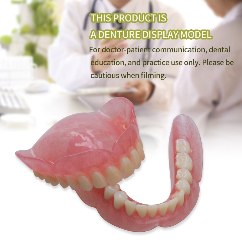 Denture Model for Dental Practice High Quality Lab Training Tool Customizable
