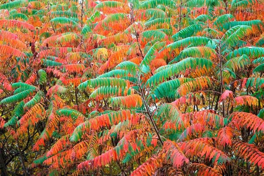 3 Smooth Sumac Tree 12-24" Bare Root Rhus glabra