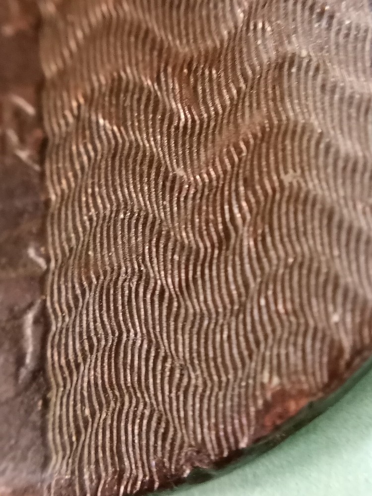 1824 Coronet Head Large Cent - Better Grade - Unusual Pattern on REV - env dmg