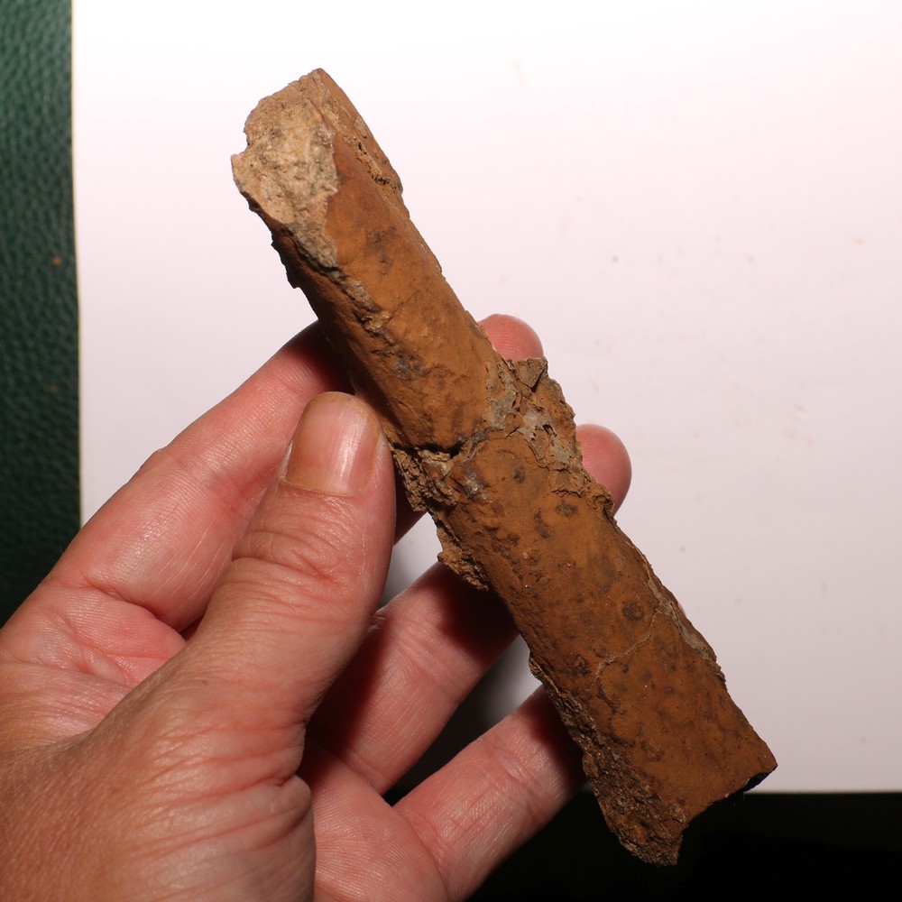 Torosaurus Rib Section - Gorgeous Specimen - Hell Creek Formation Cretaceous