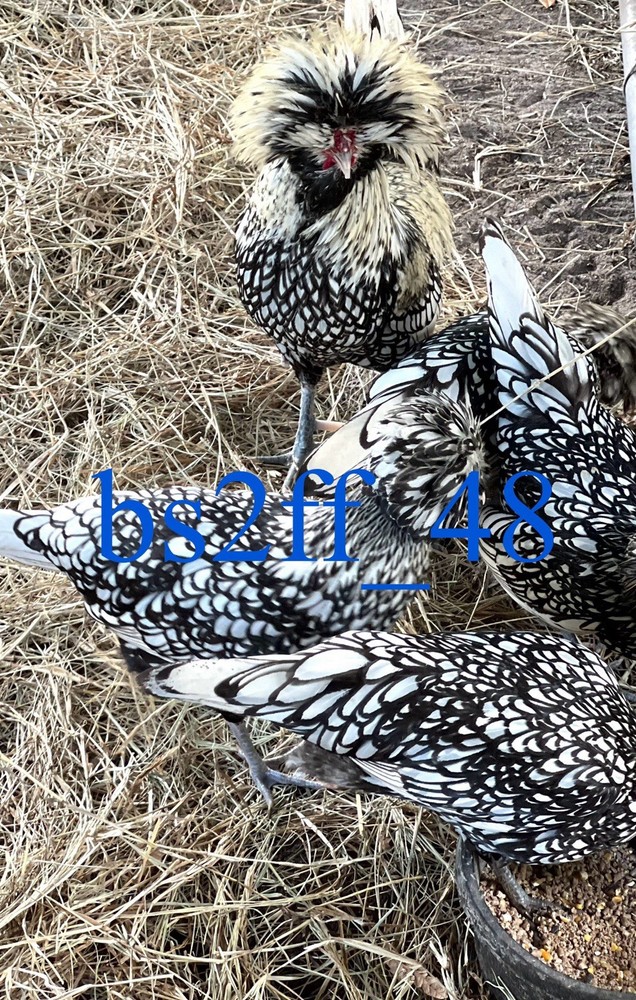 24 Pure Breed Hatching Eggs Variety Pack