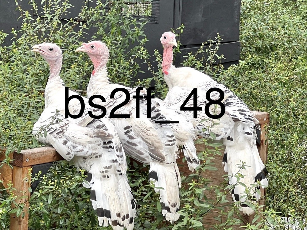 12 Royal Palm Turkey Hatching Eggs