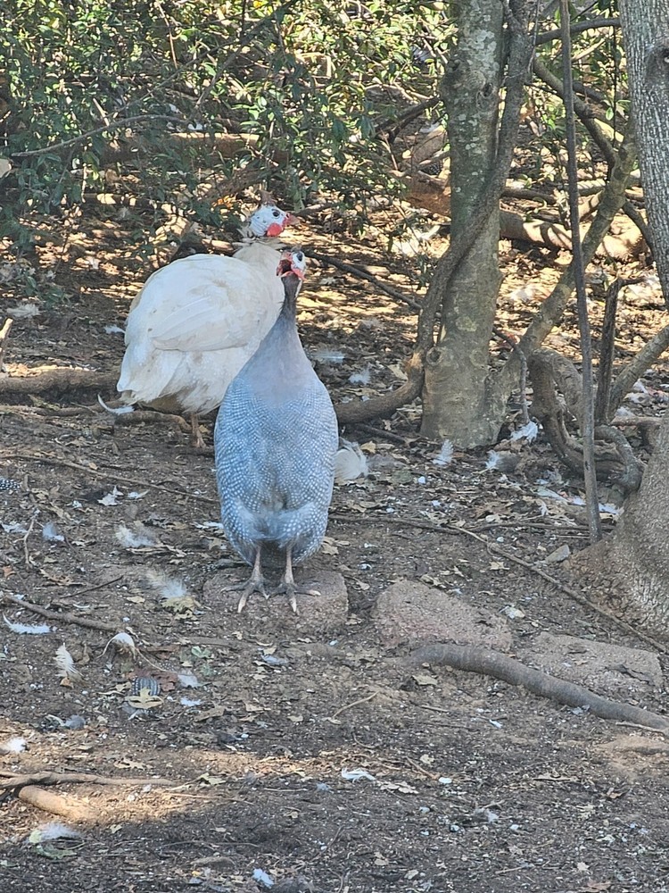 Guinea fowl hatching eggs