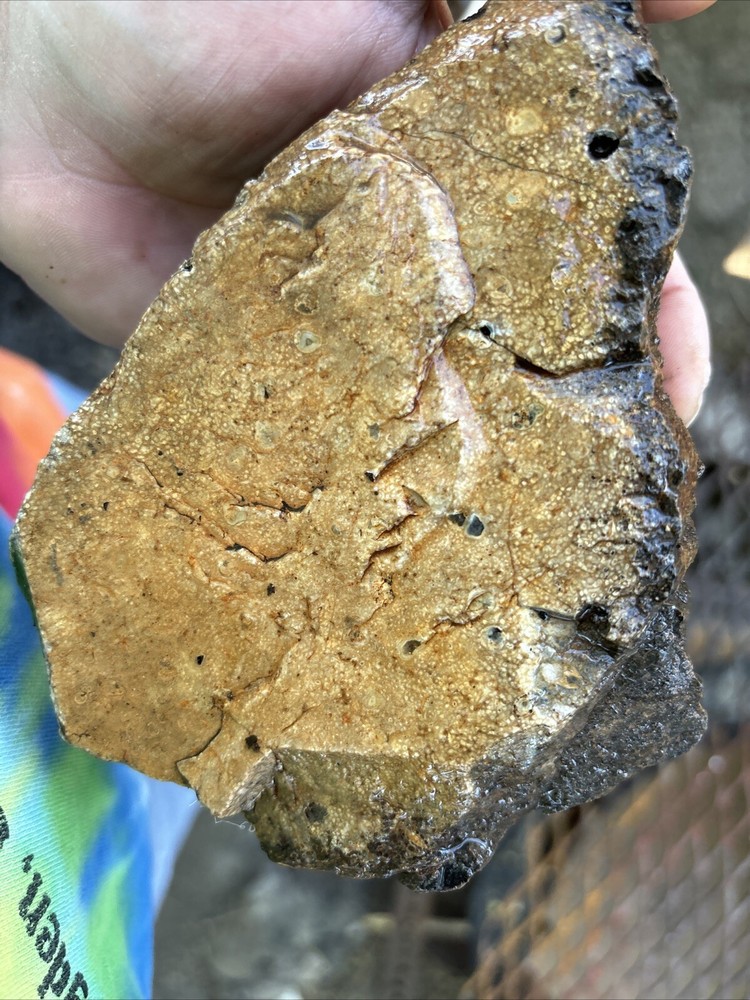 Tempskya petrified Palmwood