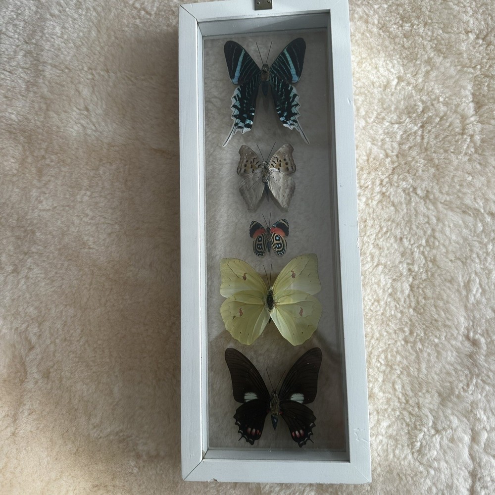Real Framed Butterfly Specimen Display Shadow Box Swallowtail Entomology Art