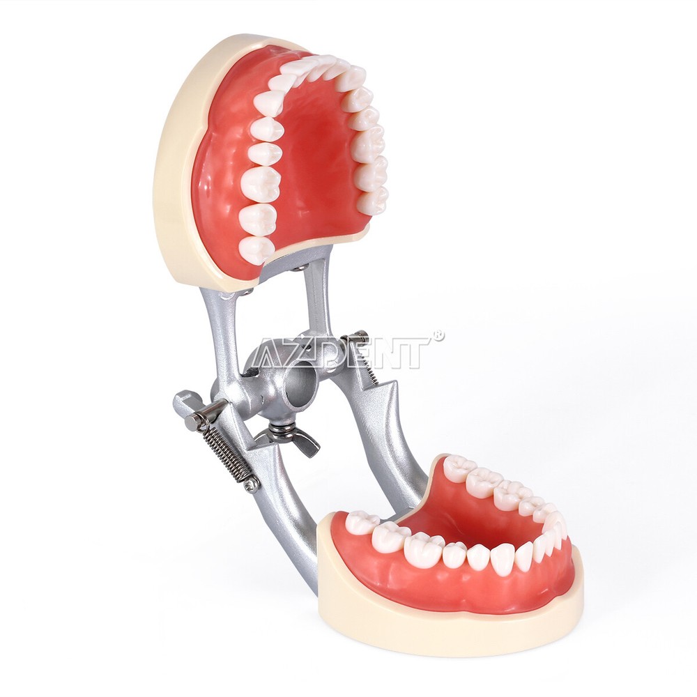 Tooth Modelo de tipodonto dental con dientes extraíbles