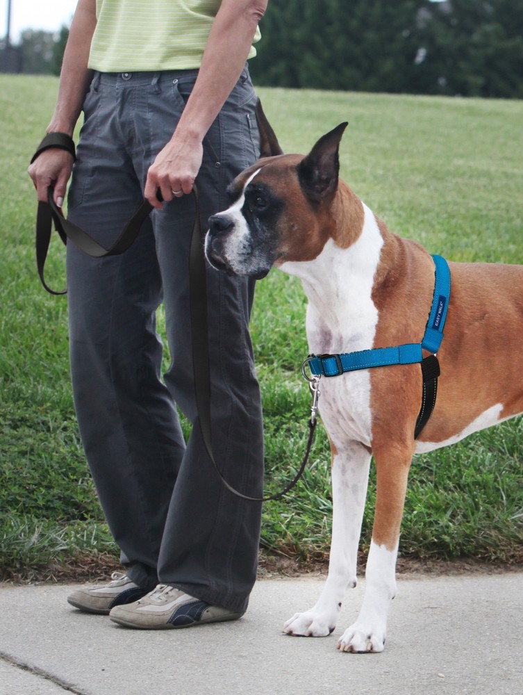 PetSafe Deluxe EasyWalk Harness Small Ocean