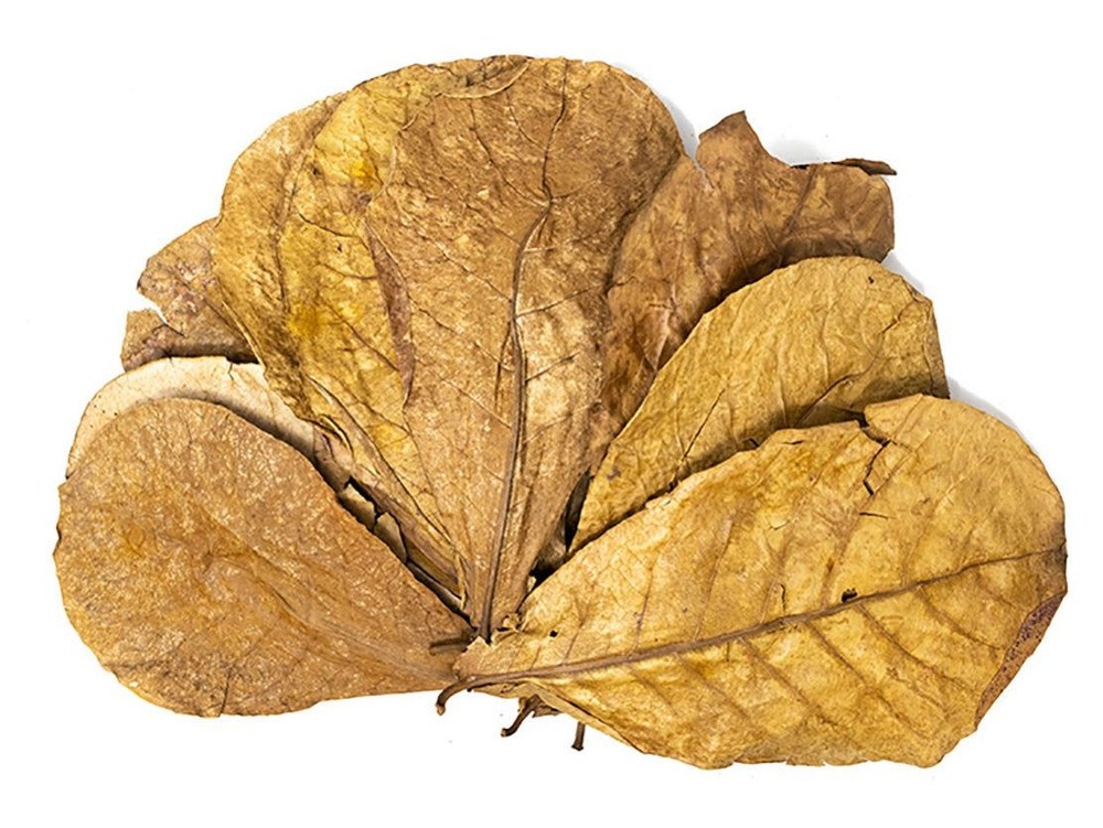 Catappa Tree Botanical Combo Pack