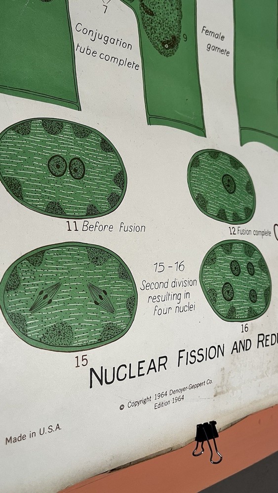 Vintage Biology Chart - Algae 1963
