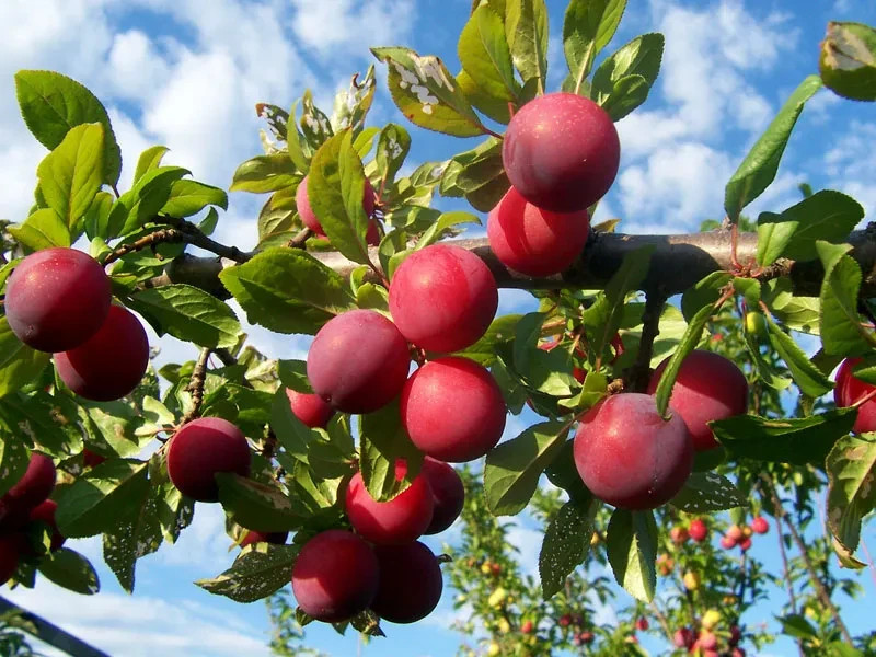 Au Rubrum Plum Grafted Fruit Tree 18-24" Bare-Root