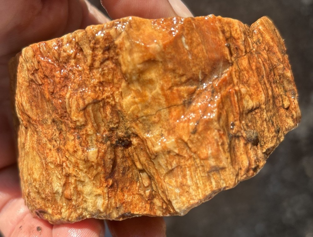 Colorful petrified wood