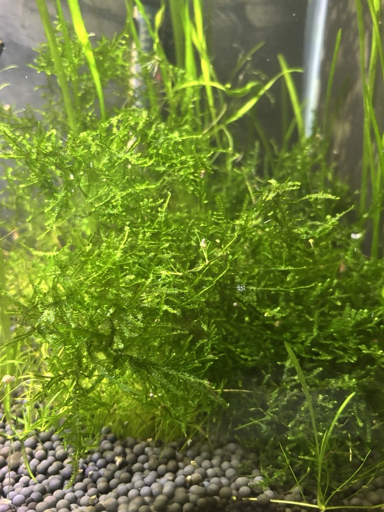 Aquarium Moss Weeping Moss Christmas Moss