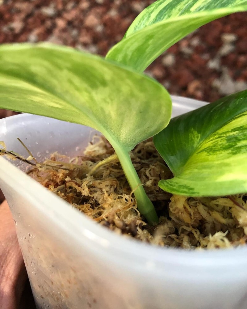 Scindapsus Treubii Moonlight yellow Variegated