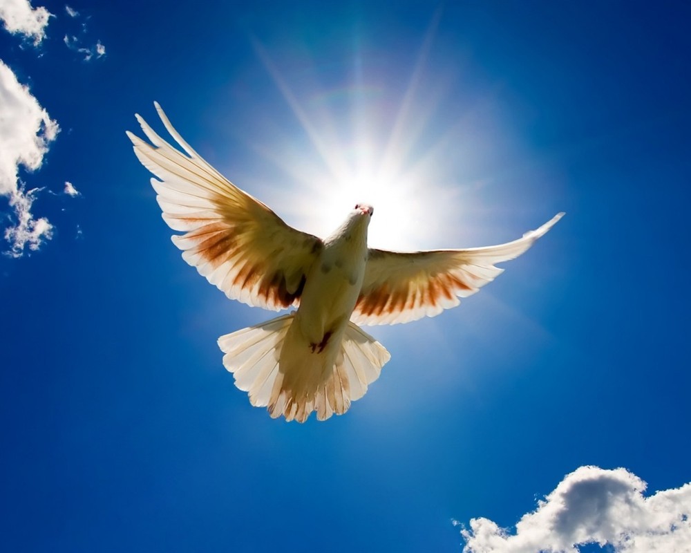 TheEvangelist.org - $1500.00 Value
