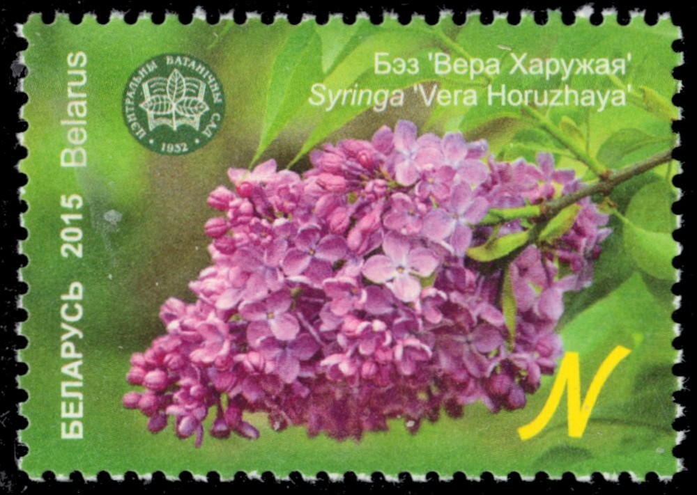 BELARUS 941 - Botanical Gardens "Syringa" (pb93792)