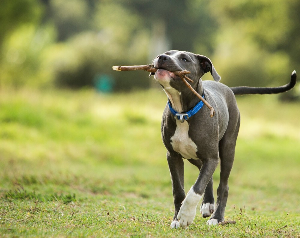 Rogz Dog Collar - Safety Stretch Release Collar - Medium / Large / Extra Large