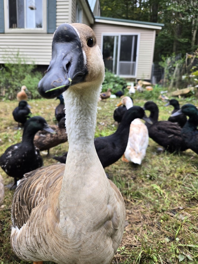 Brown Chinese Goose Hatching Eggs