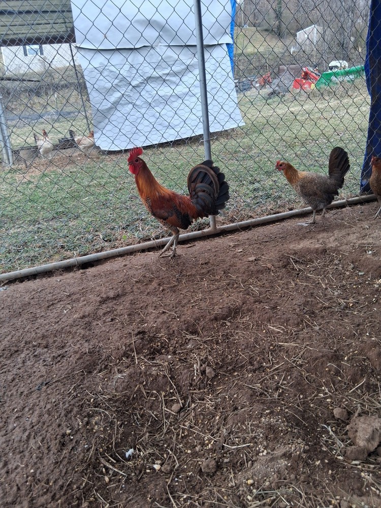 6 Red Quil Pure Hatching Eggs