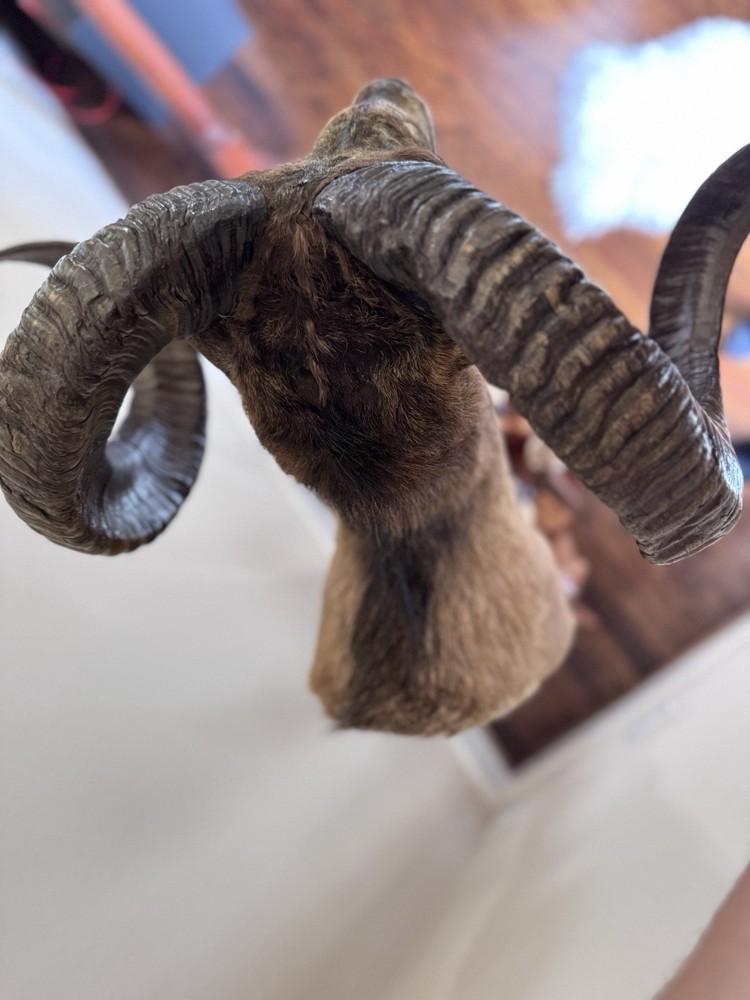 Ram Mount & leg Taxidermy