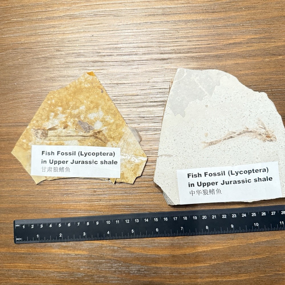 Fish fossil Lot Of Two