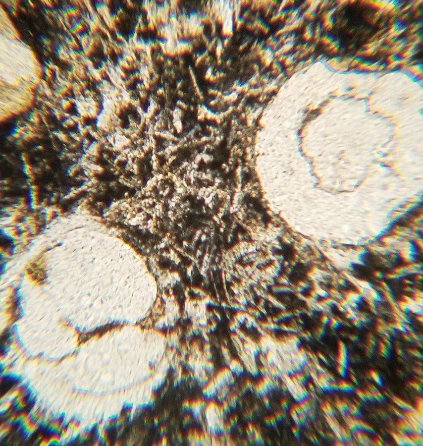 Thin-section Mount from DSDP Hole 266 Petrographic Microscope Slide 28-266-24-1