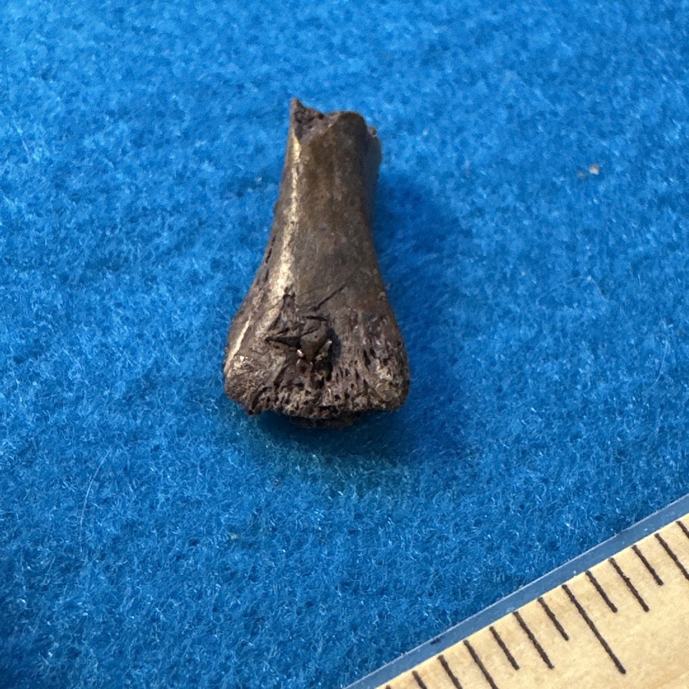 Dimetrodon Limb Bone Fossil in Display Case Extinct Pre-Dinosaur