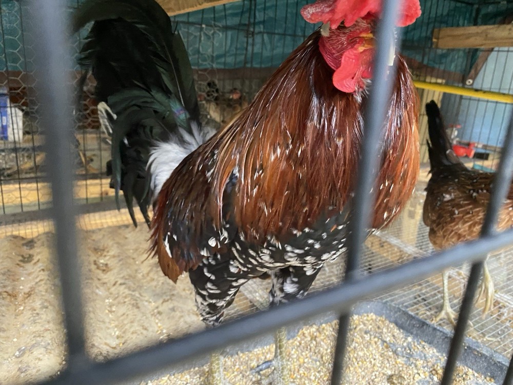 10+Pure Spangled poultry hatching eggs