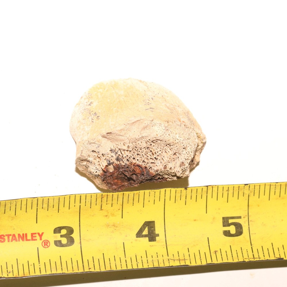 Dinosaur Vertebrae Process End Bone Fossil - Hell Creek Formation Cretaceous